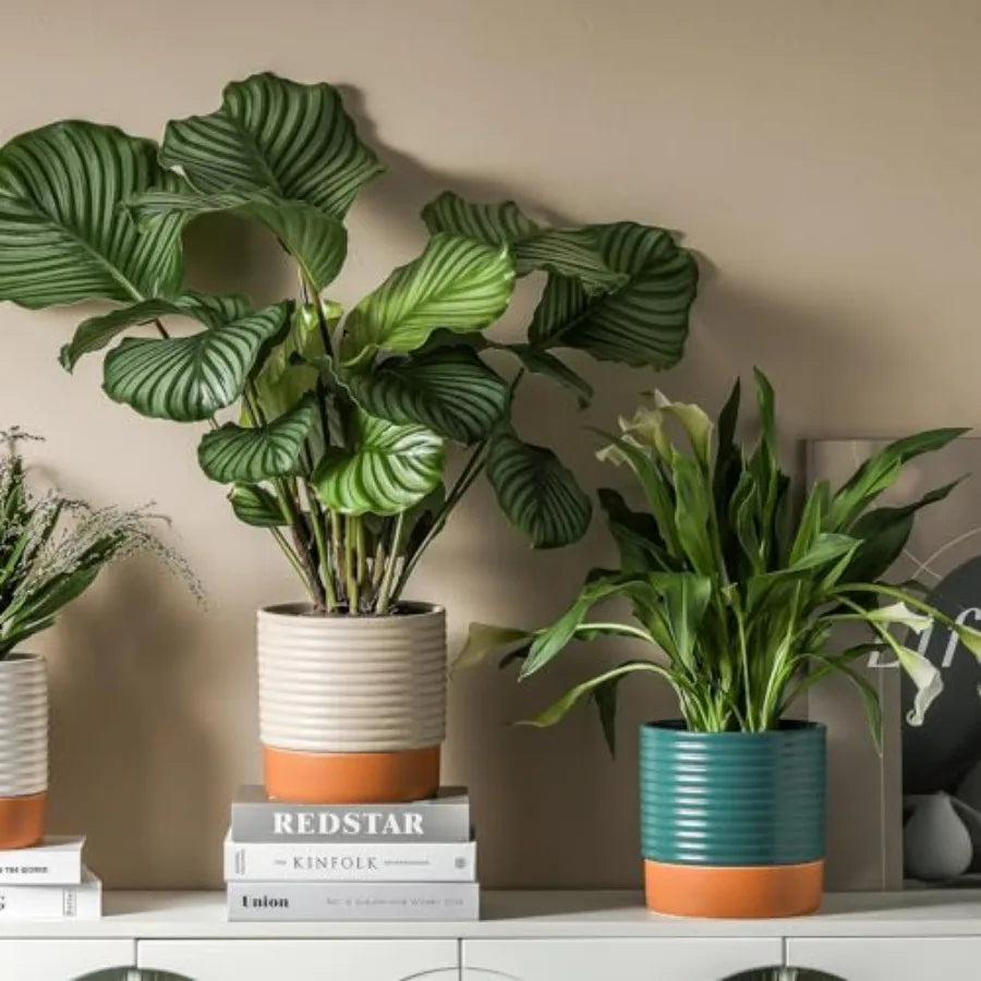 Indoor Self Watering Planter With Drainage And Water Storage Reservoir