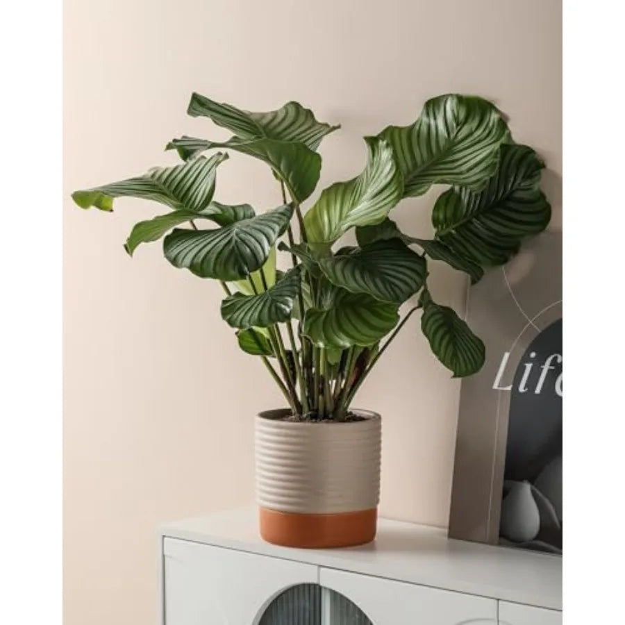 Indoor Self Watering Planter With Drainage And Water Storage Reservoir