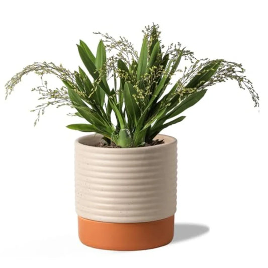 Indoor Self Watering Planter With Drainage And Water Storage Reservoir