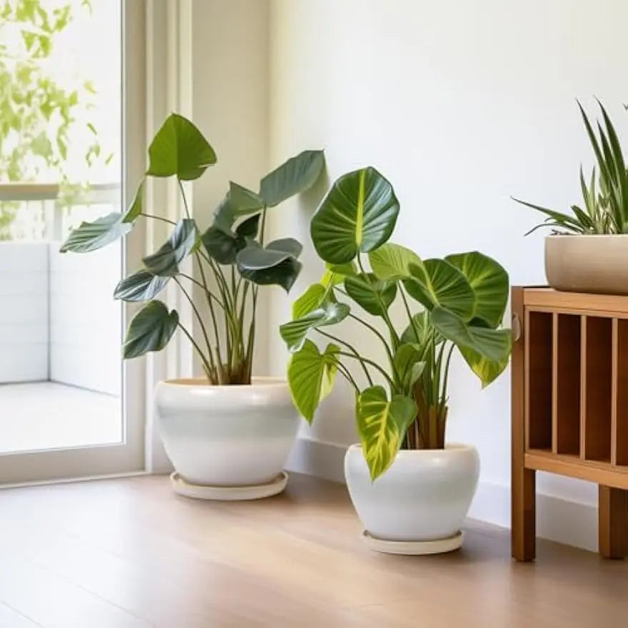 Epfactory Modern Ceramic Planter With Drainage Holes And Saucer